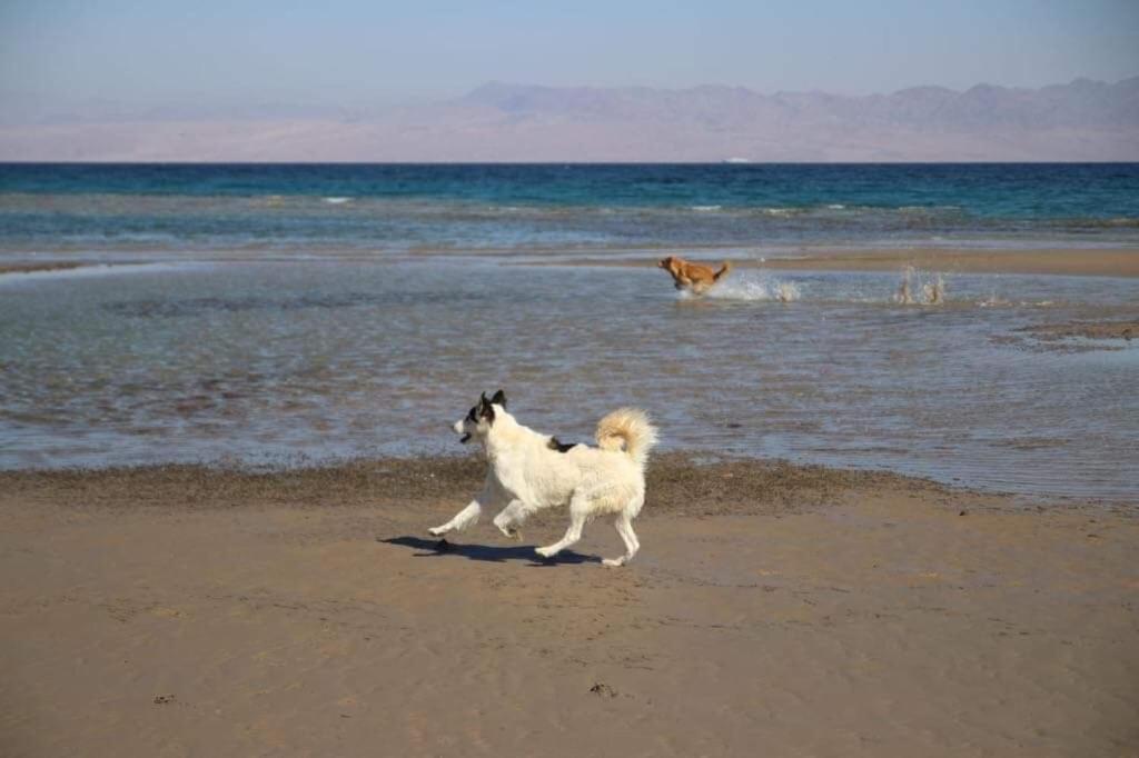 Sebaii Camp السباعى كامب شاطئ الترابين بجوار ويت بالس Ostello Nuweiba` Esterno foto